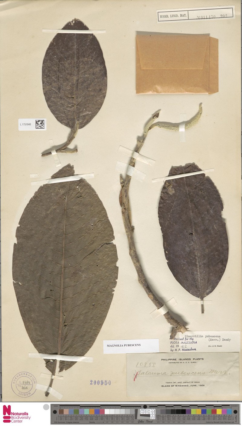 Magnolia pubescens photo 2