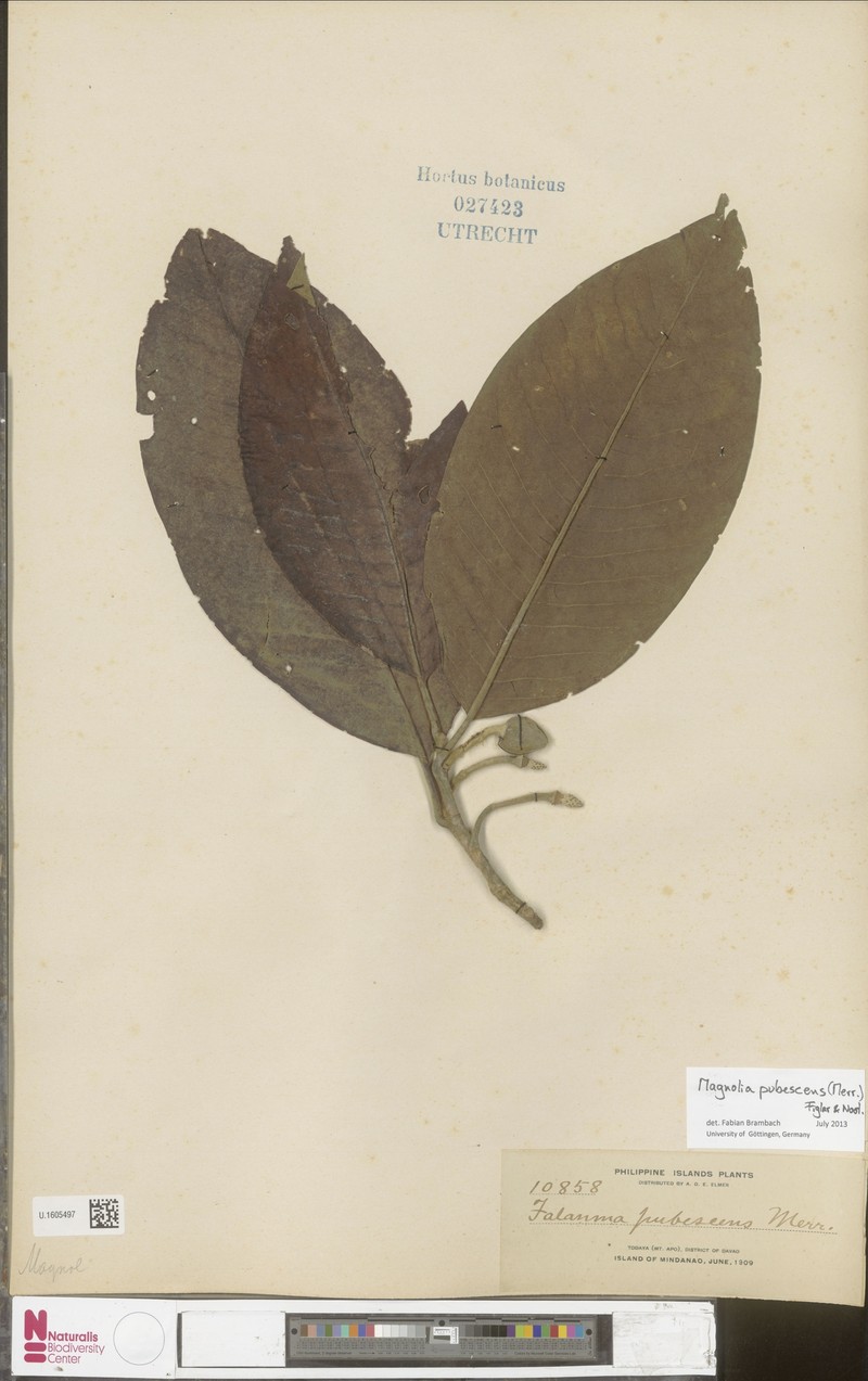 Magnolia pubescens photo 3