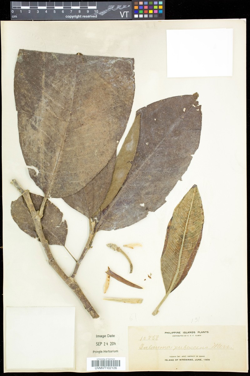 Magnolia pubescens photo 4