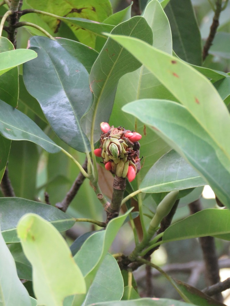 Magnolia pugana