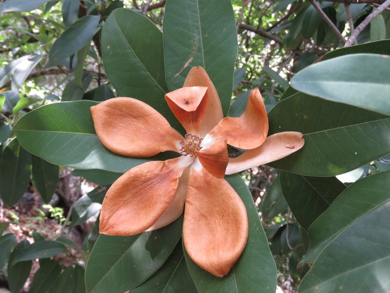 Magnolia pugana photo 2