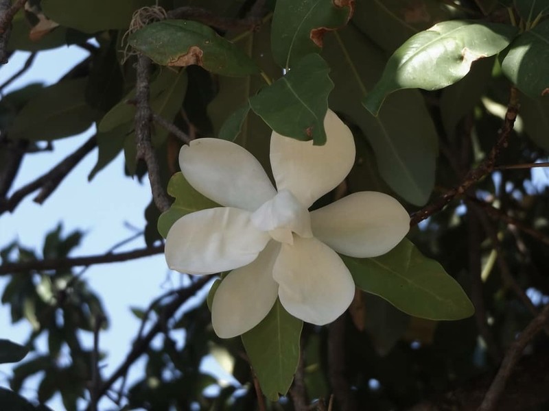 Magnolia pugana photo 4