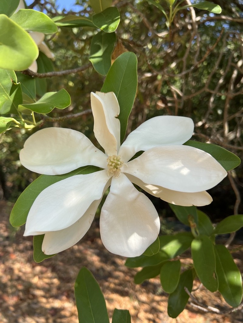 Magnolia pugana photo 5