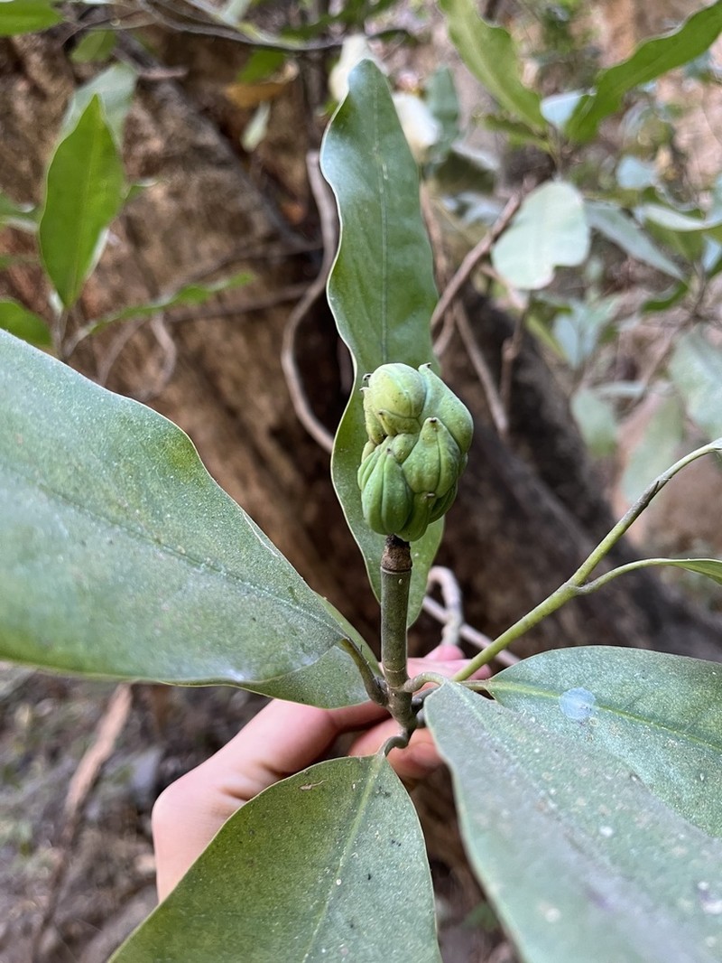 Magnolia pugana photo 6