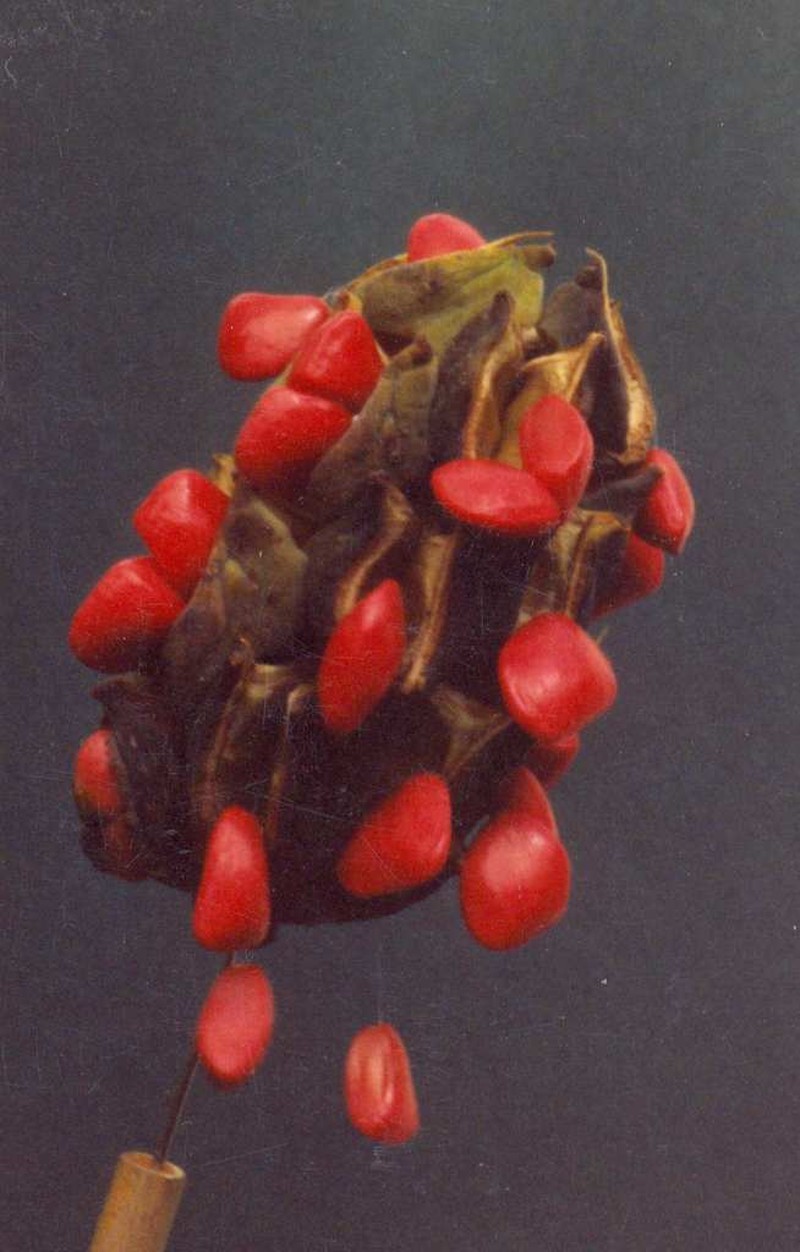 Magnolia pugana photo 8