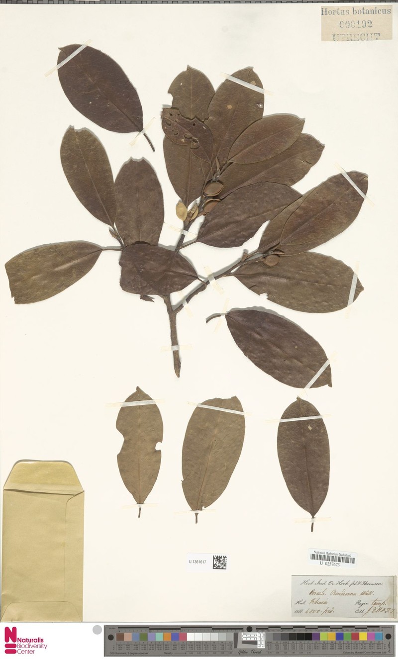 Magnolia punduana