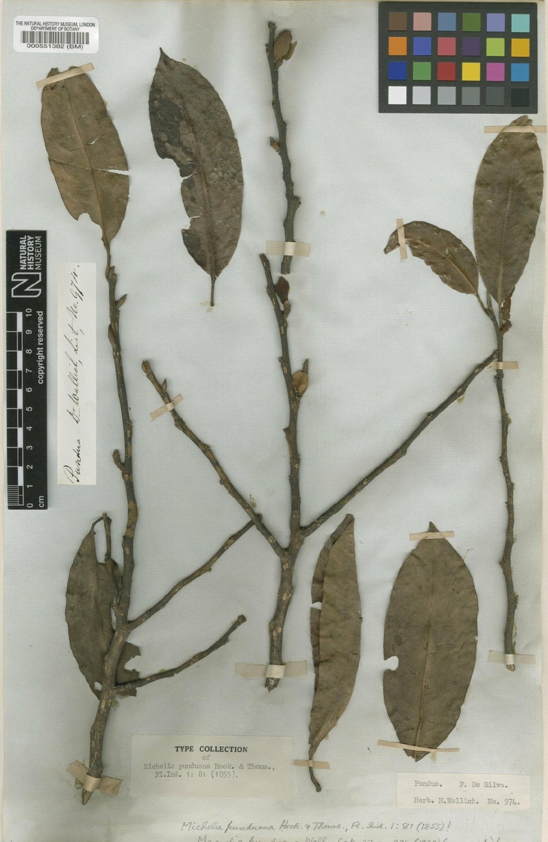 Magnolia punduana photo 2