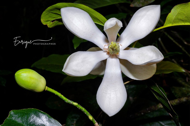 Magnolia quetzal photo 2