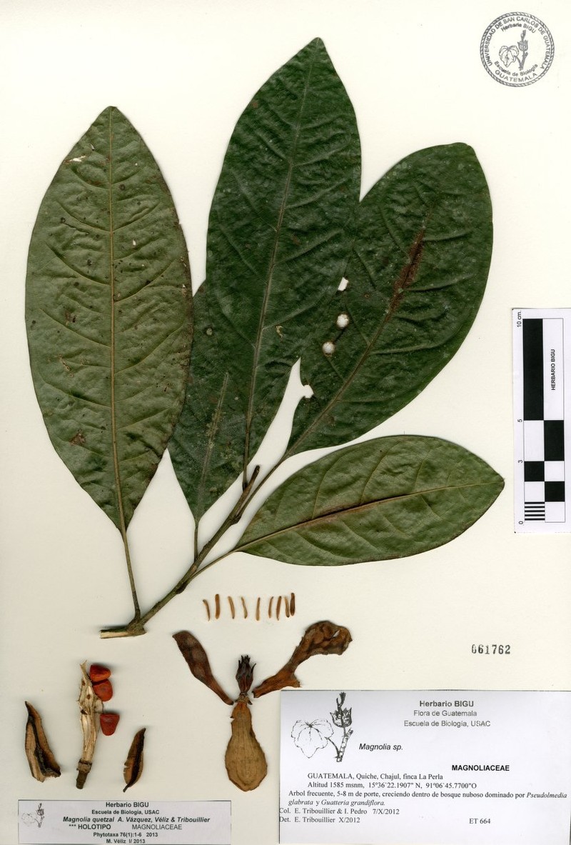 Magnolia quetzal photo 4
