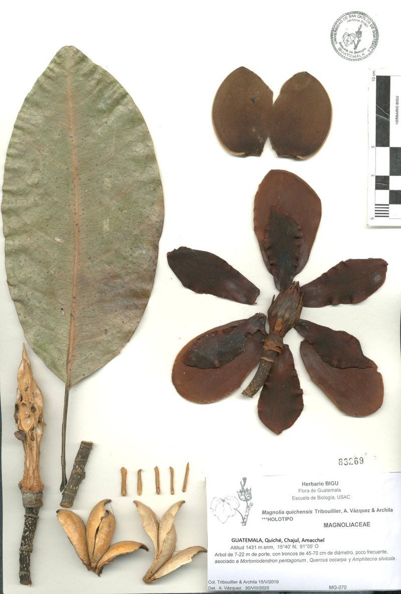 Magnolia quichensis