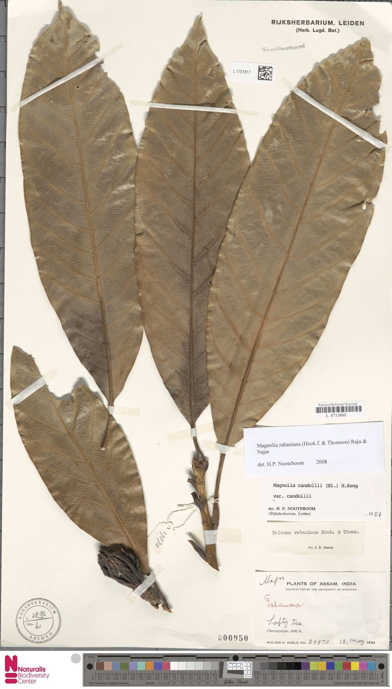 Magnolia rabaniana