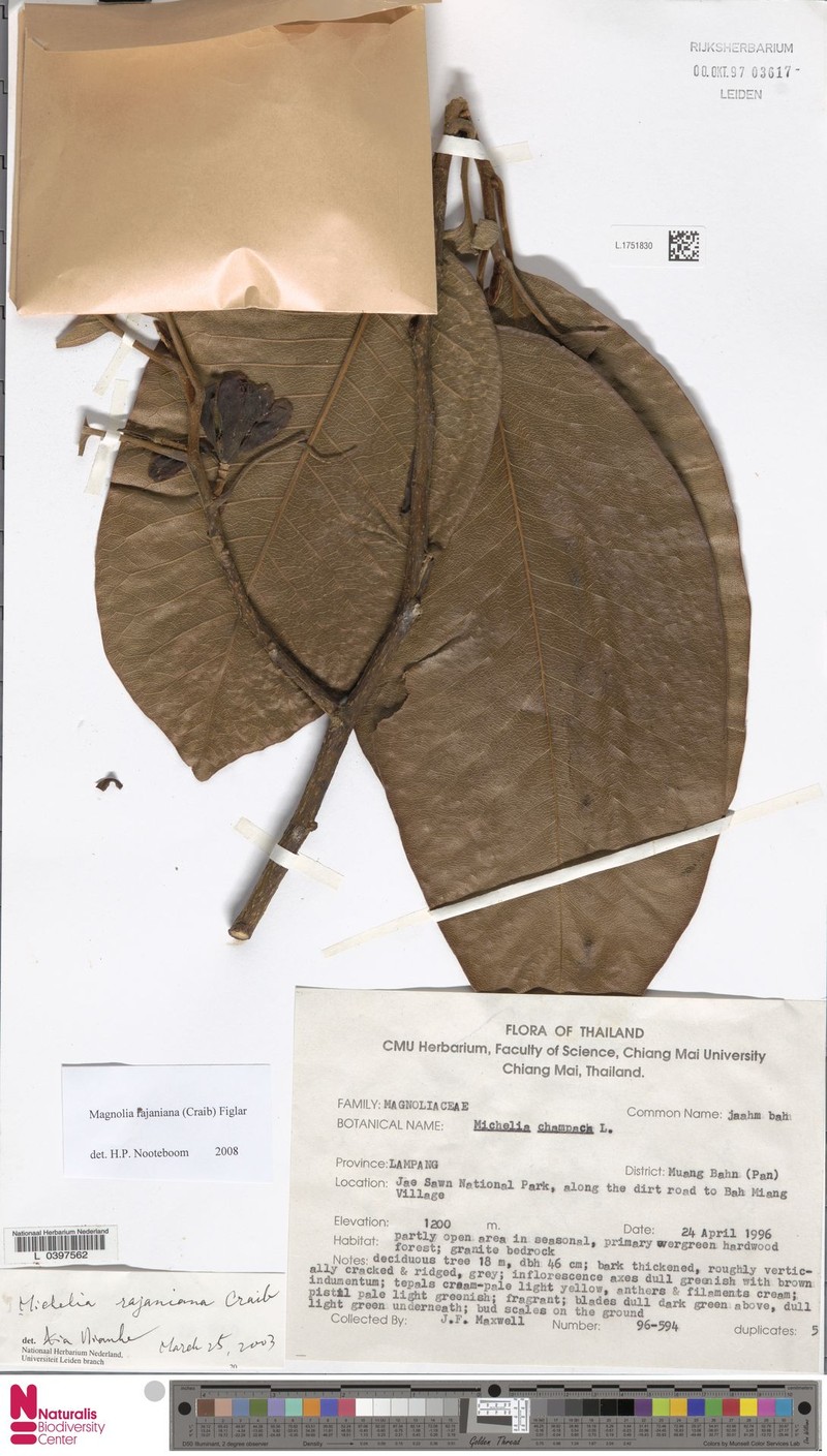 Magnolia rajaniana
