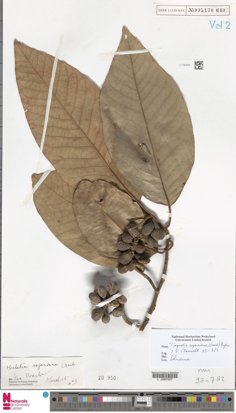 Magnolia rajaniana photo 8