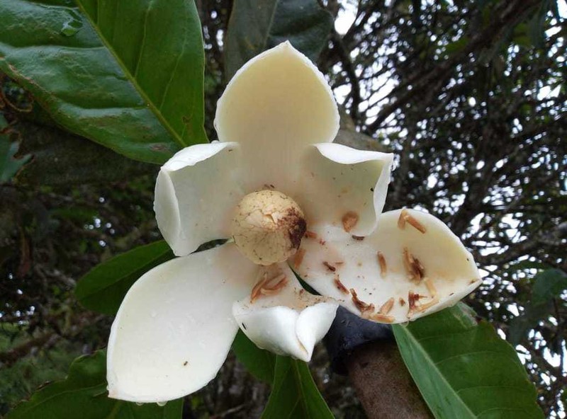 Magnolia resupinatifolia