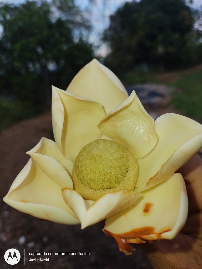 Magnolia resupinatifolia photo 5