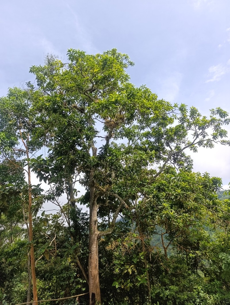 Magnolia resupinatifolia photo 6