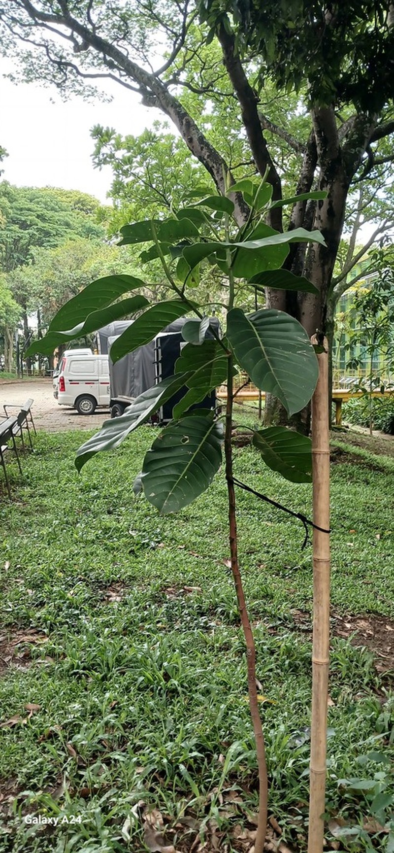 Magnolia resupinatifolia photo 8