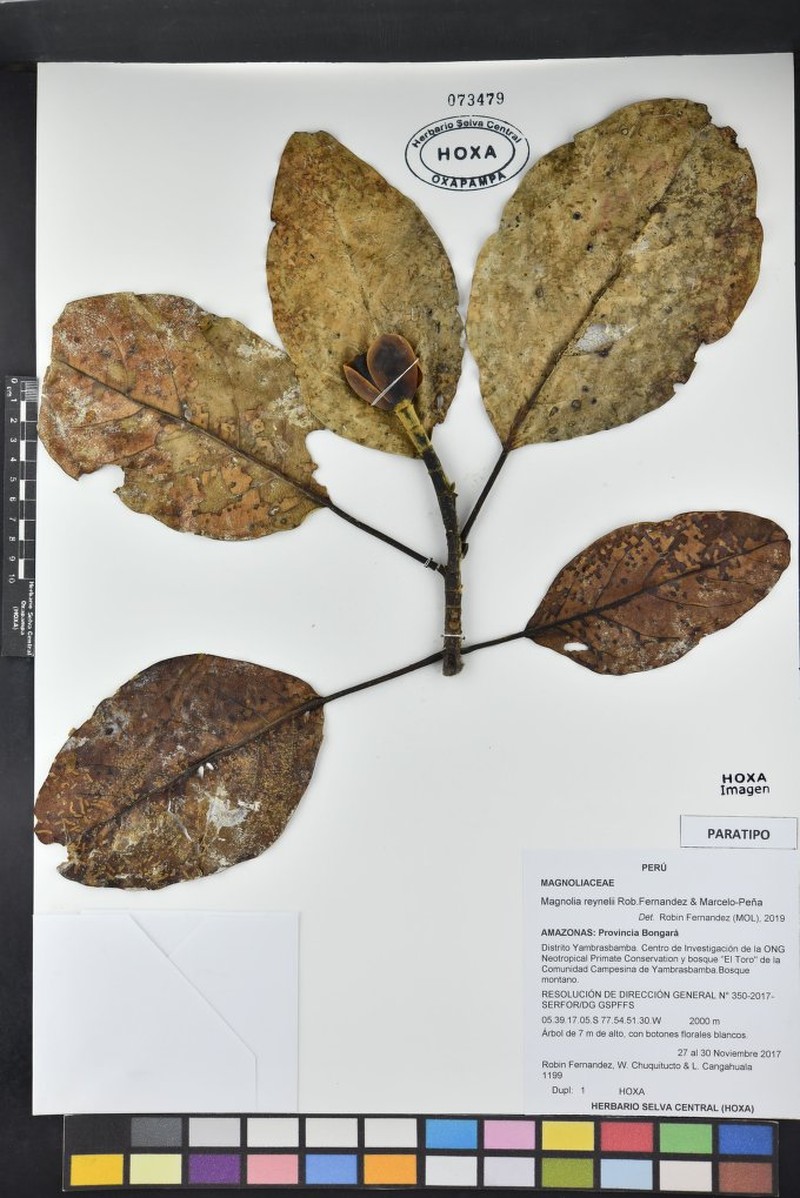 Magnolia reynelii