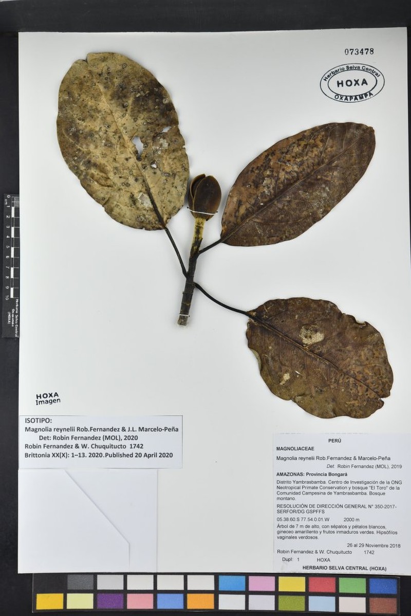 Magnolia reynelii photo 2