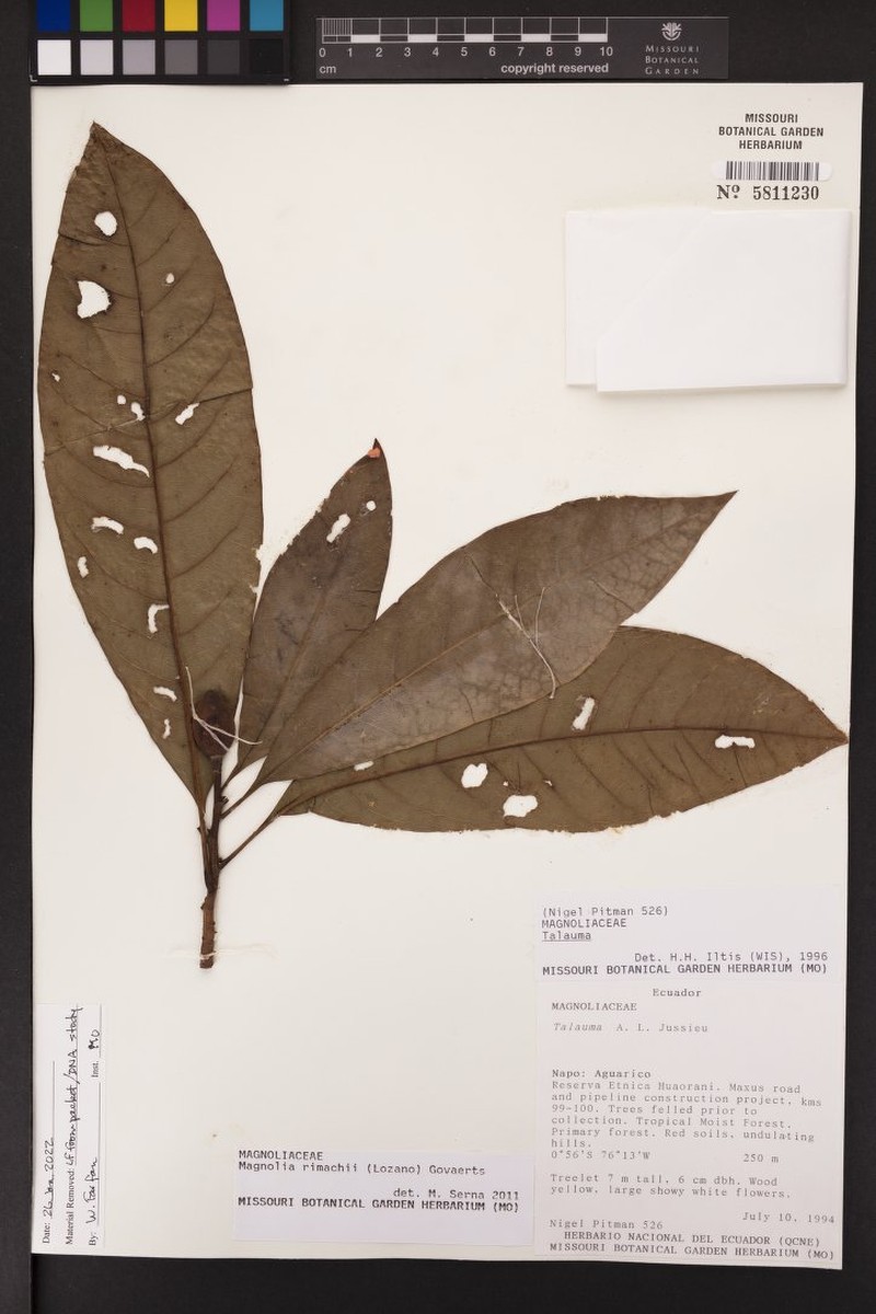 Magnolia rimachii