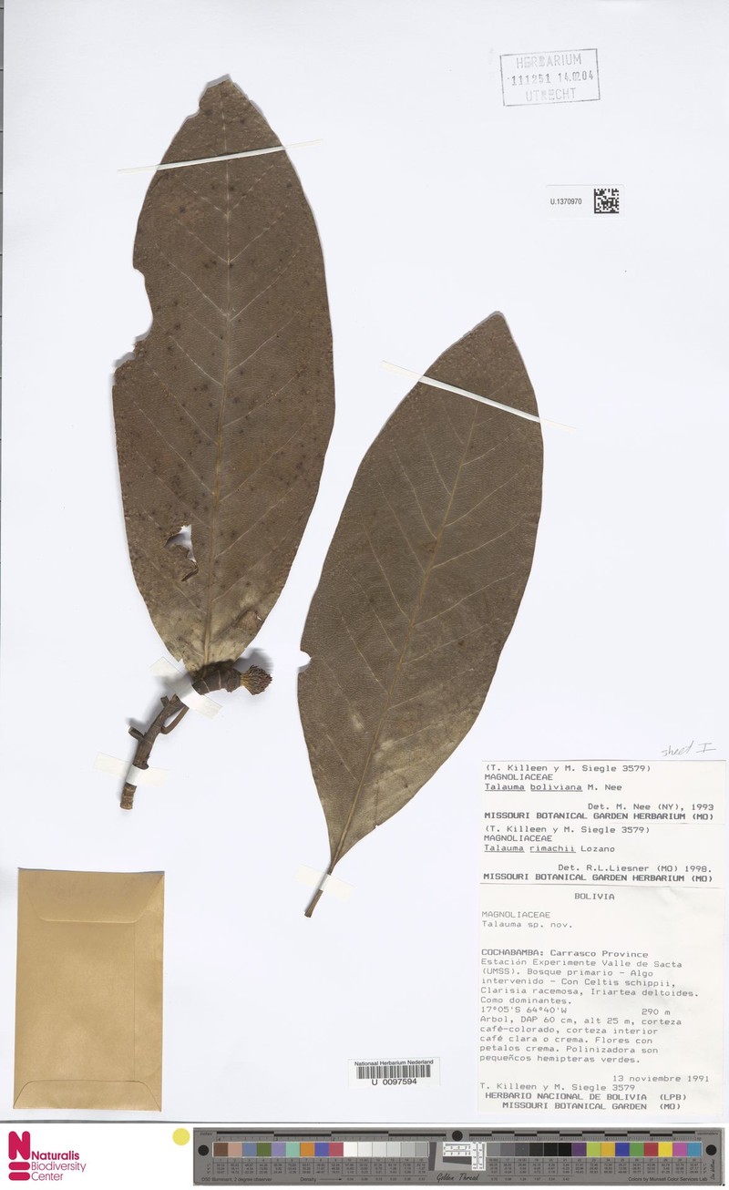 Magnolia rimachii photo 3