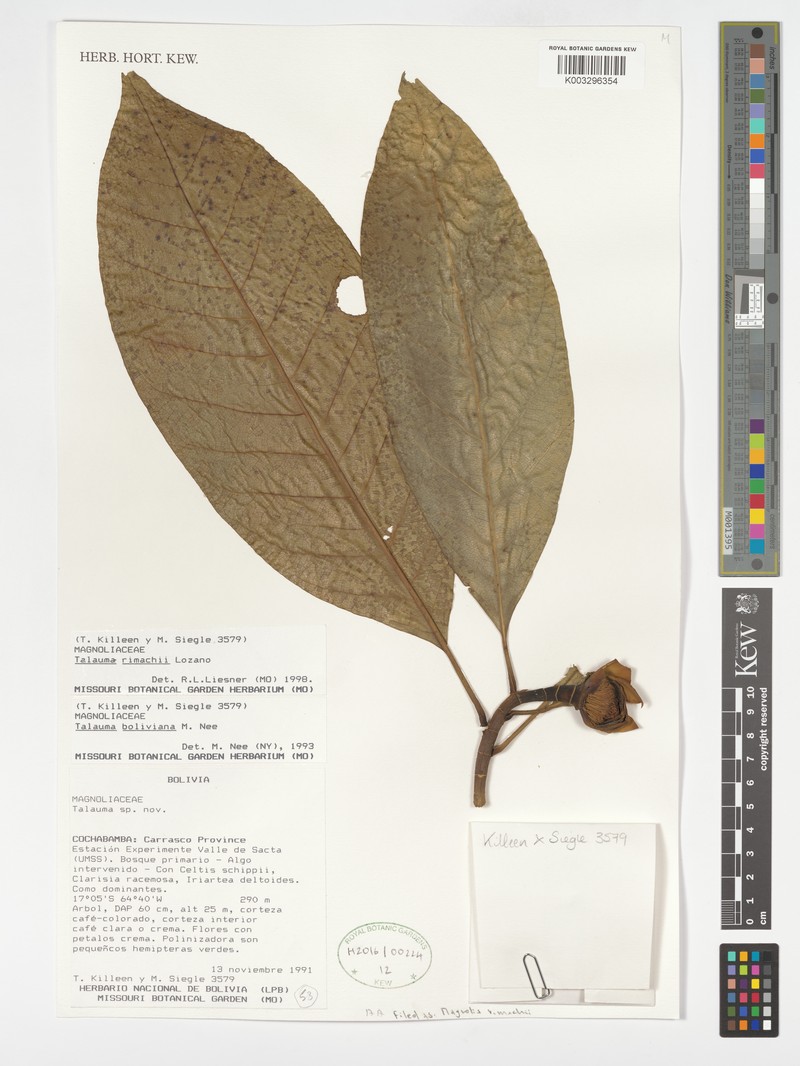 Magnolia rimachii photo 5