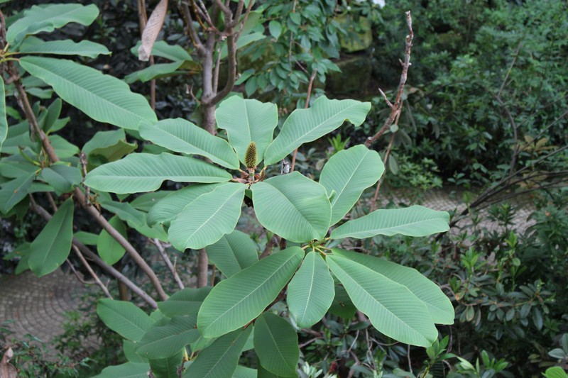Magnolia rostrata