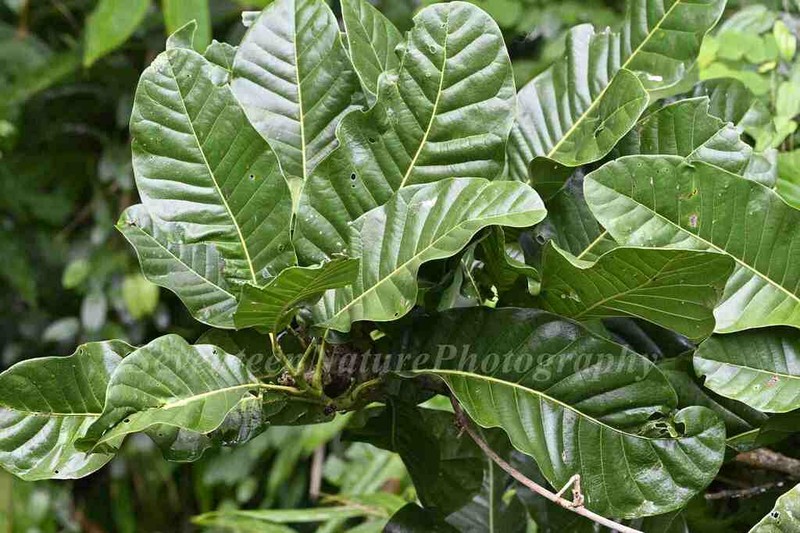 Magnolia rostrata photo 2