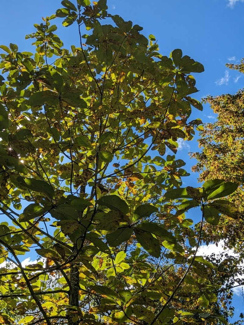 Magnolia rostrata photo 3