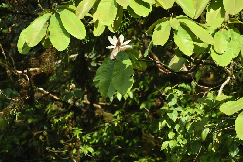 Magnolia rostrata photo 4