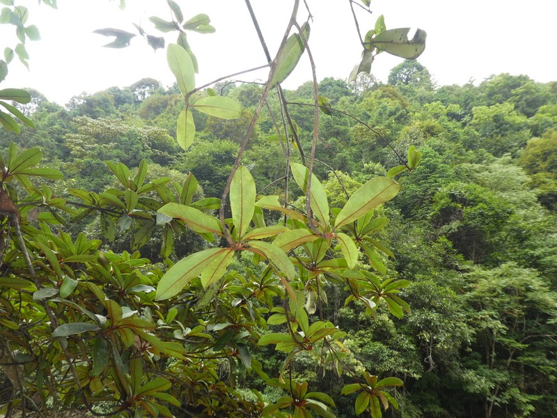 Magnolia rufibarbata