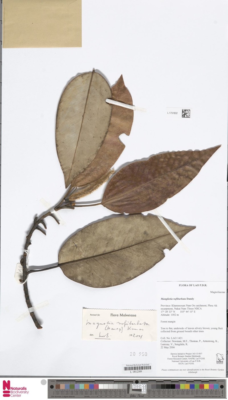Magnolia rufibarbata photo 2