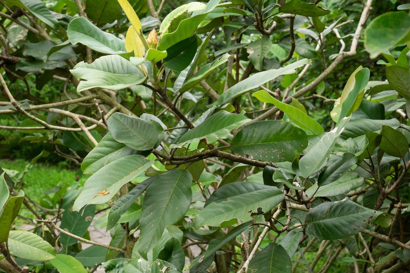Magnolia sabahensis