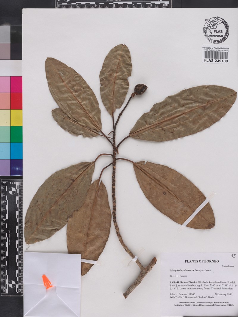 Magnolia sabahensis photo 2