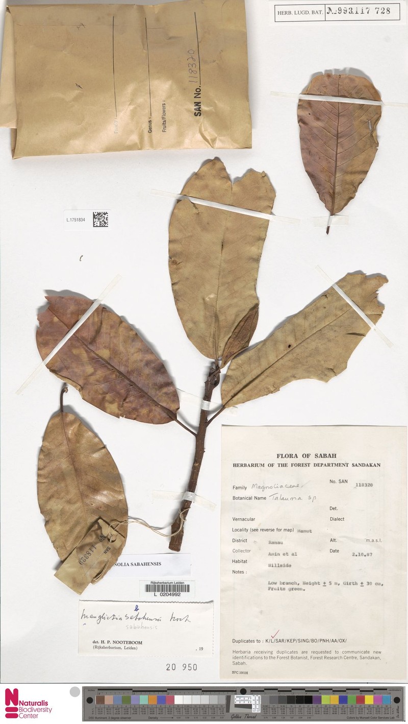 Magnolia sabahensis photo 6