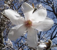 Magnolia salicifolia