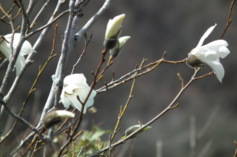 Magnolia salicifolia photo 2