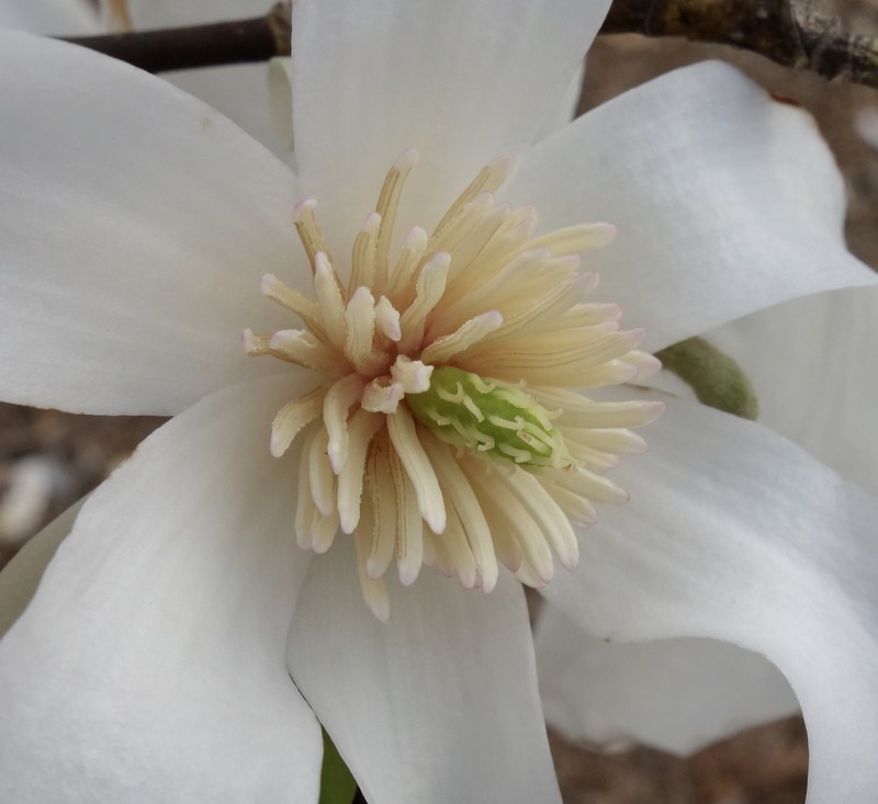 Magnolia salicifolia photo 3