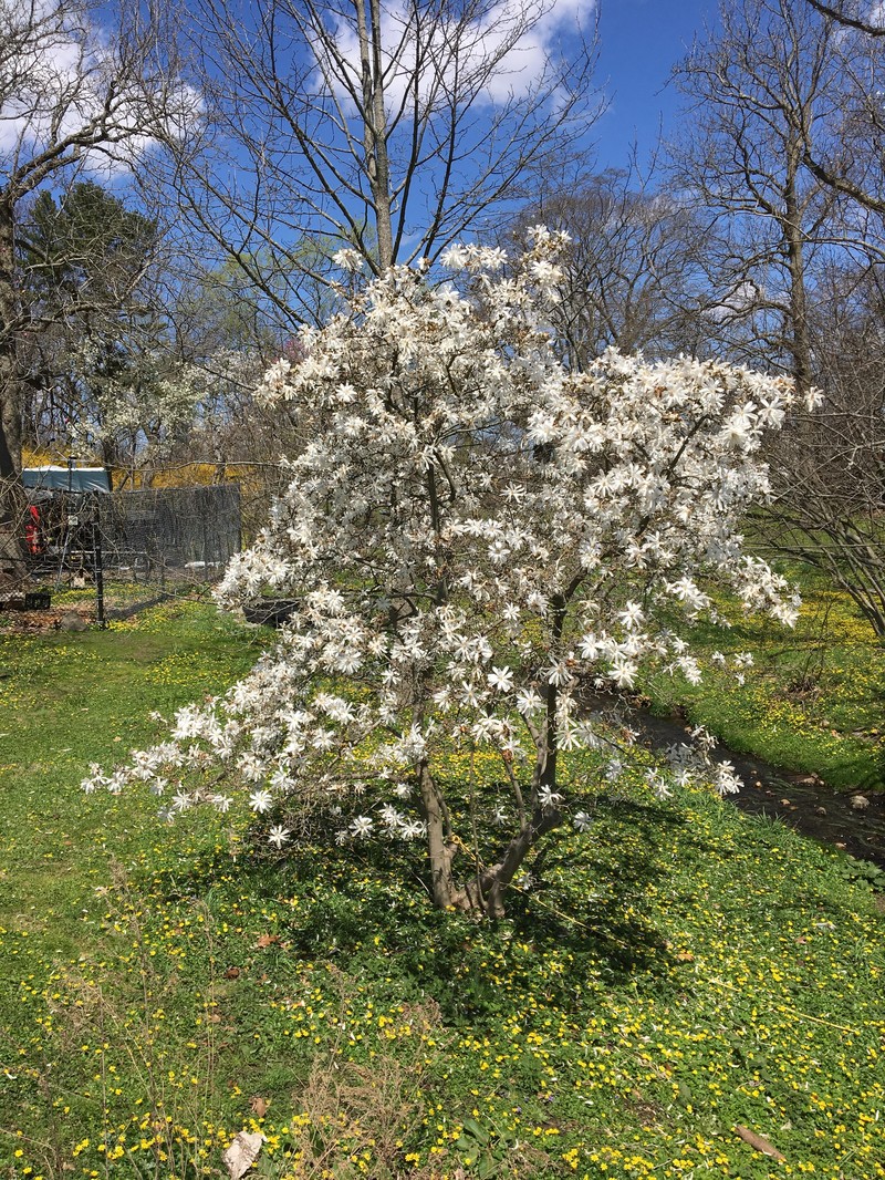 Magnolia salicifolia photo 4