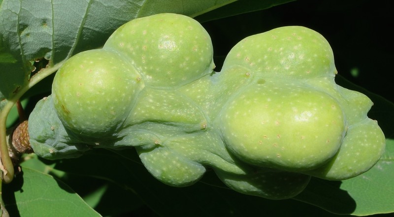 Magnolia salicifolia photo 5