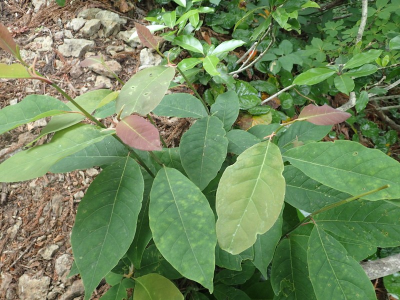 Magnolia salicifolia photo 6