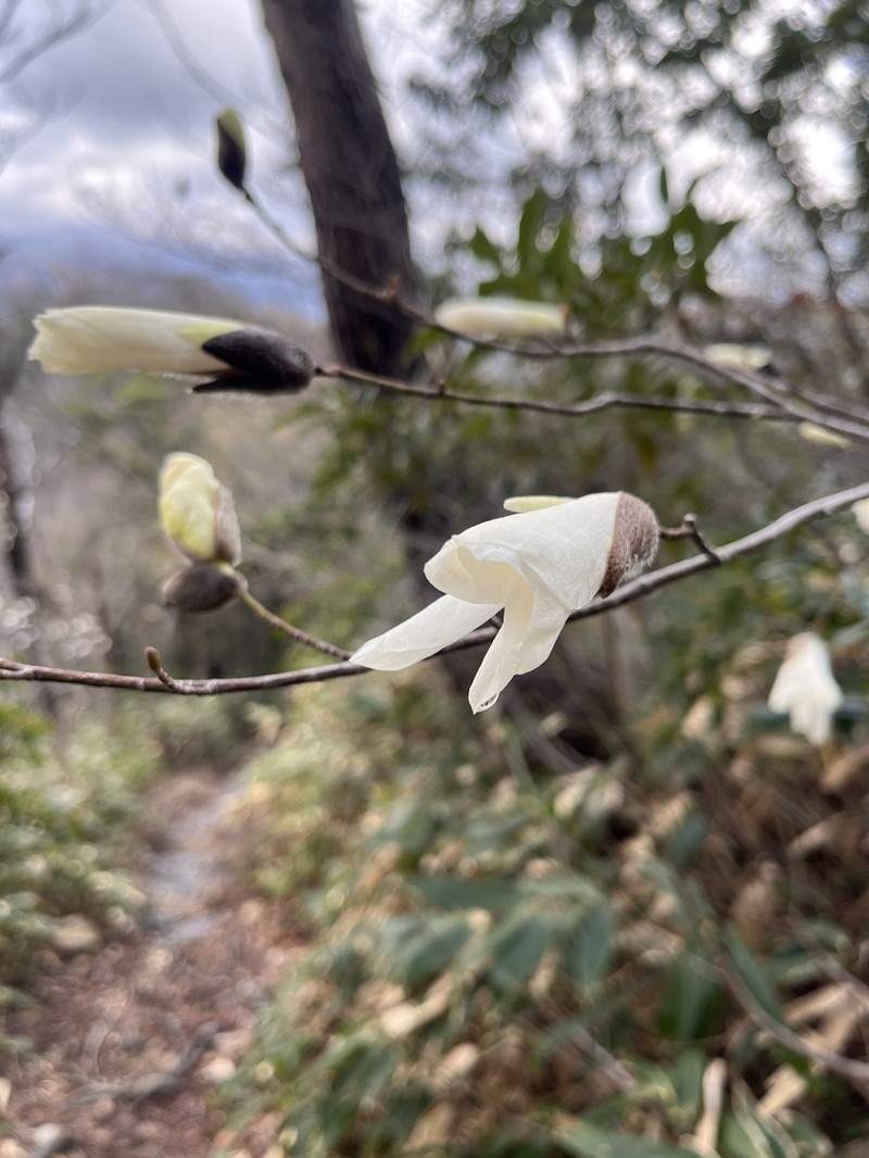 Magnolia salicifolia photo 7