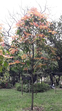 Magnolia sambuensis