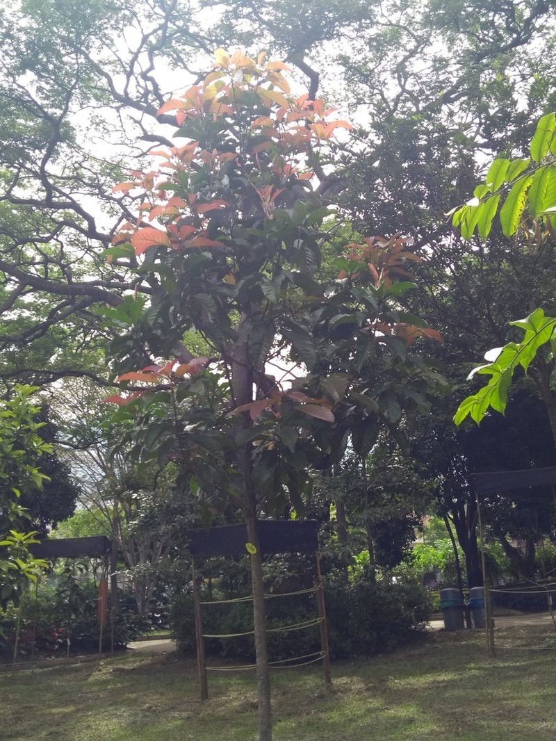 Magnolia sambuensis photo 2
