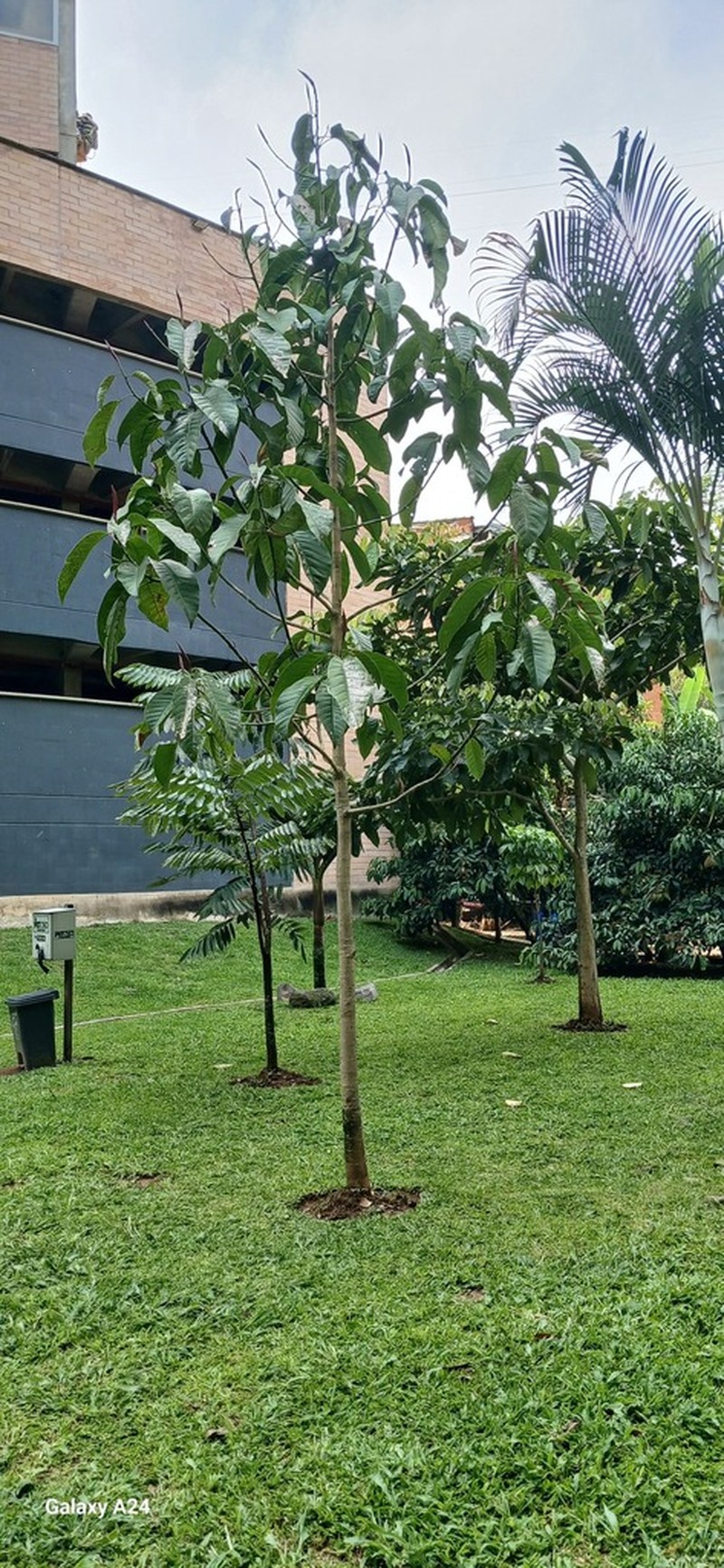 Magnolia sambuensis photo 3