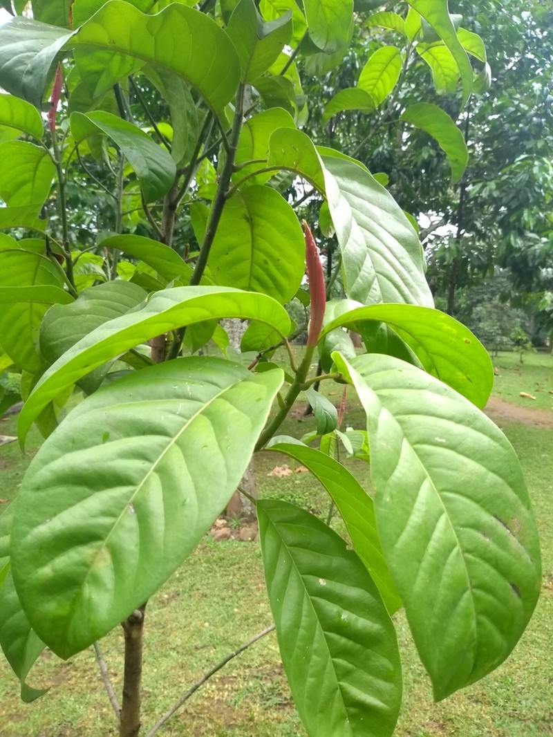 Magnolia sambuensis photo 4