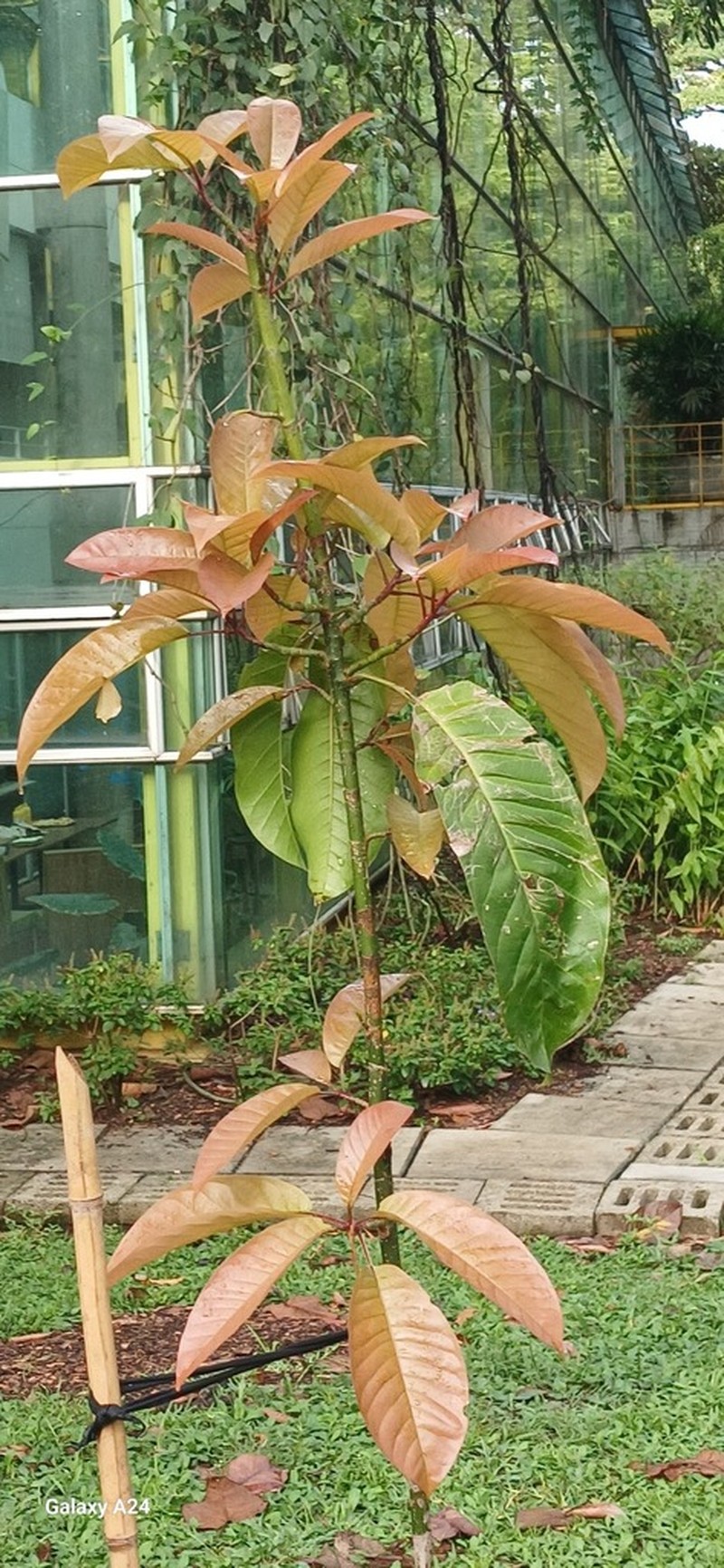 Magnolia sambuensis photo 5