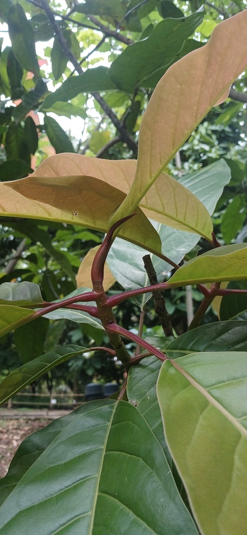 Magnolia sambuensis photo 6