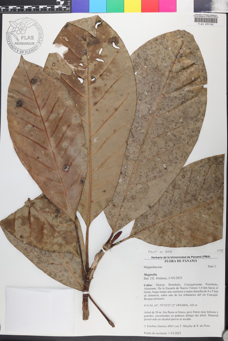 Magnolia sambuensis photo 8