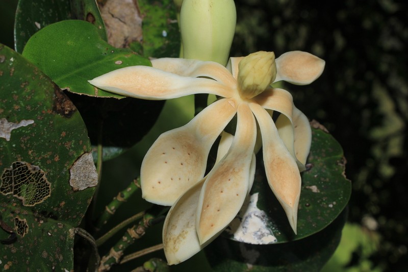 Magnolia santanderiana